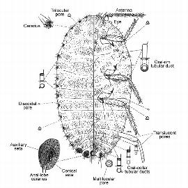   Pseudococcus philippinicus  
 Illustration by Williams 